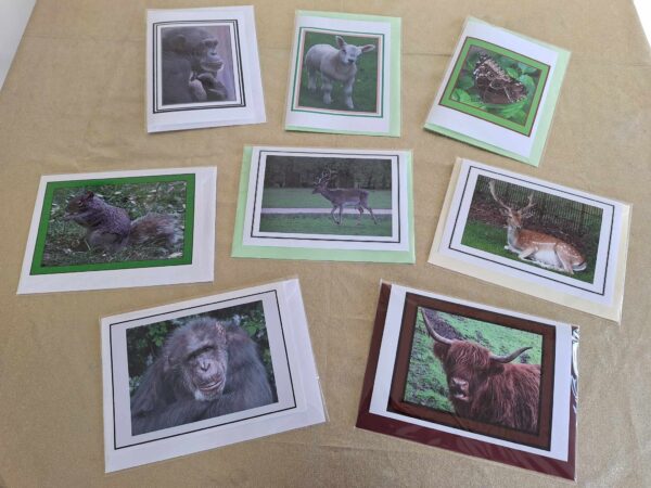 Animal Photo Greetings Cards - A6 Size - Pack of 2