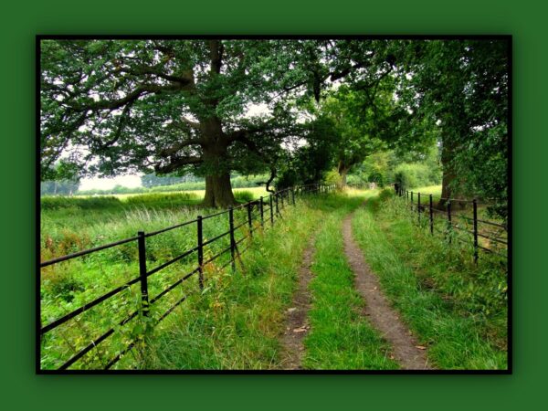 A Country Path Photo Print