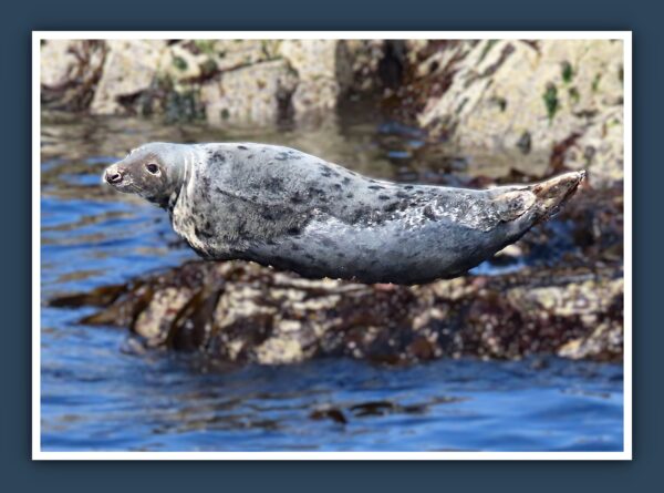 A Seal at Rest Photo Print