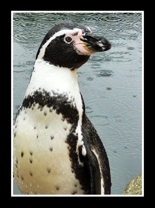 African Penguin Photo Print