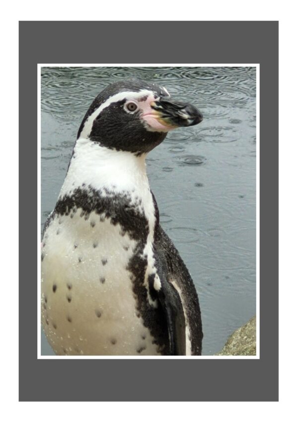 African Penguin Photo Greetings Card