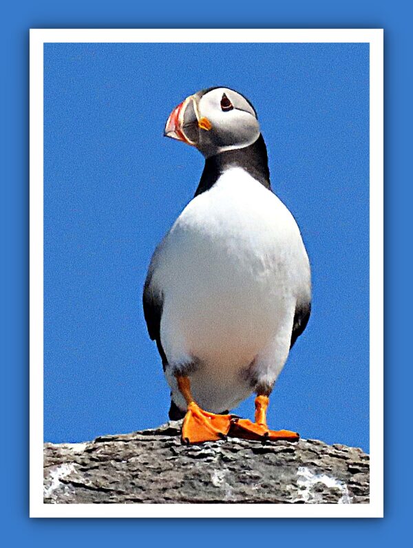 Atlantic Puffin Photo Print