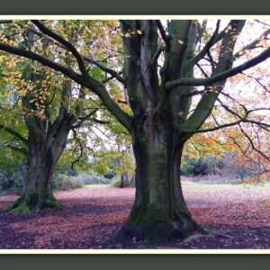 Trees Photo Prints - 5 x 7 inch - Pack of 2