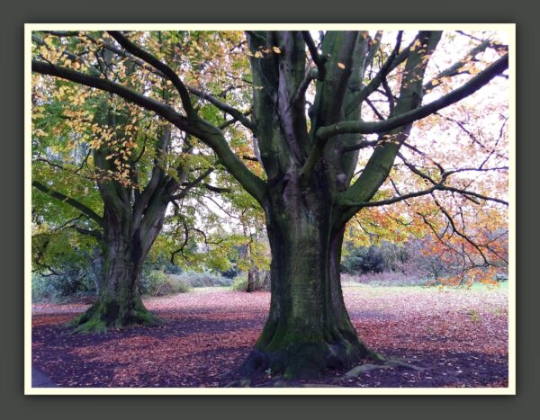 Trees Photo Prints - 5 x 7 inch - Pack of 3