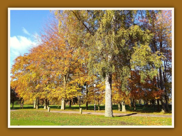 Autumn Trees Photo Print