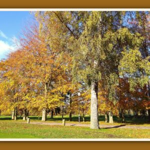 Autumn Trees Photo Print