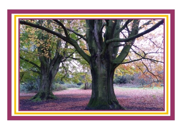 Autumn Colours Photo Greetings Card