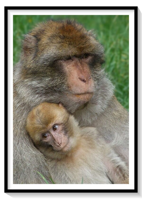 Barbary Macaque with Baby Photo Print