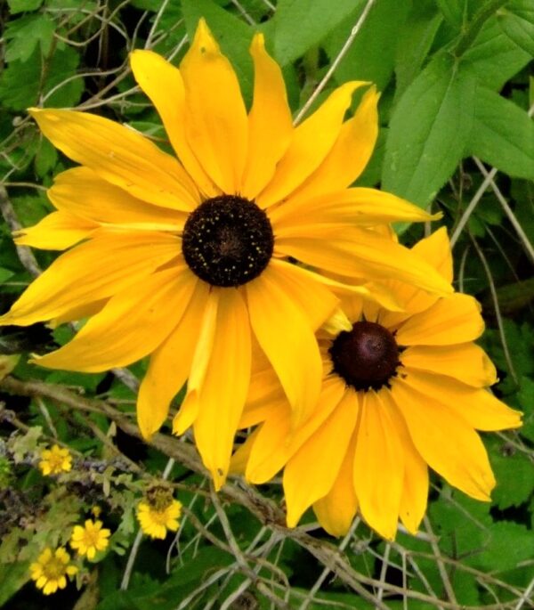 Black Eyed Susan Photo Greeting Card