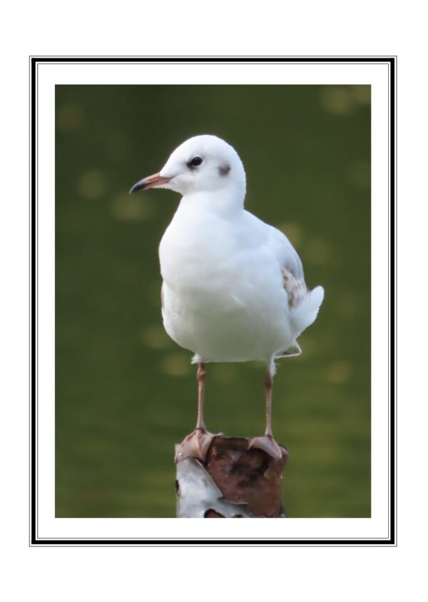 Black Headed Gull Photo Greetings Card