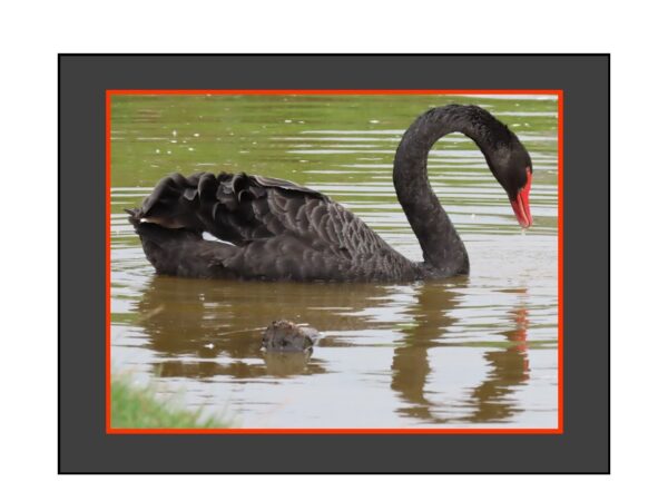 Black Swan Reflections Photo Greetings Card