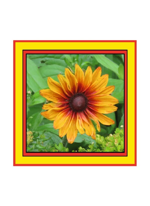 Black Eyed Susan Flower Photo Greetings Card