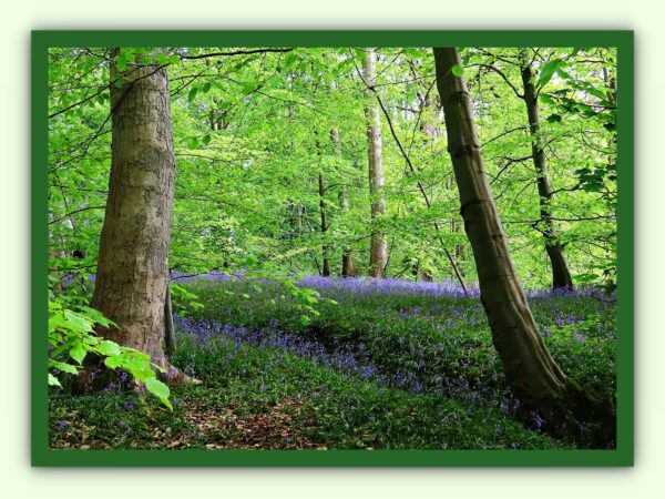 Bluebell Woods Photo Print