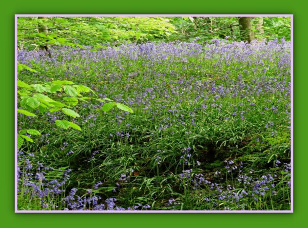 Bluebells Photo Print