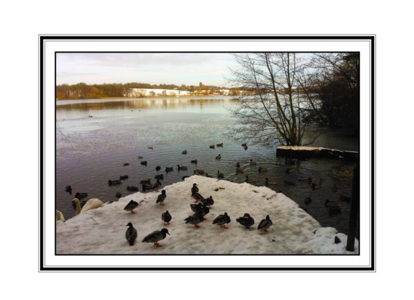 Budworth Mere Photo Greetings Card