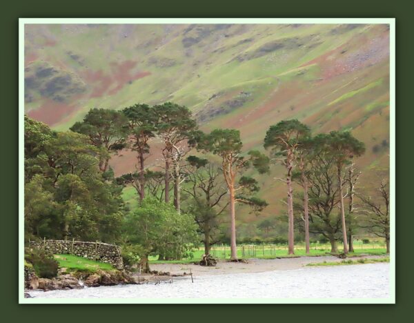 Buttermere Lake Trees Photo Print