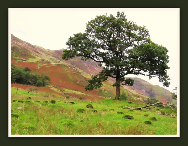 Buttermere Tree Photo Print