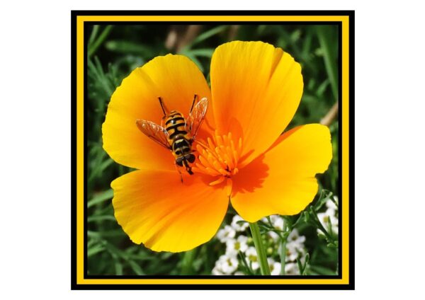 Californian Poppy & Marmalade Hoverfly Photo Greetings Card