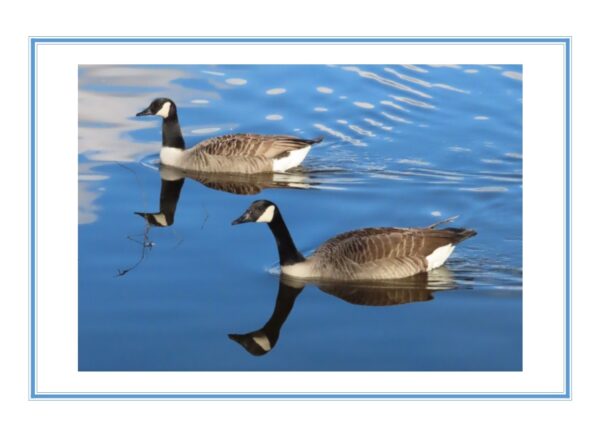 Canada Geese Photo Greetings Card