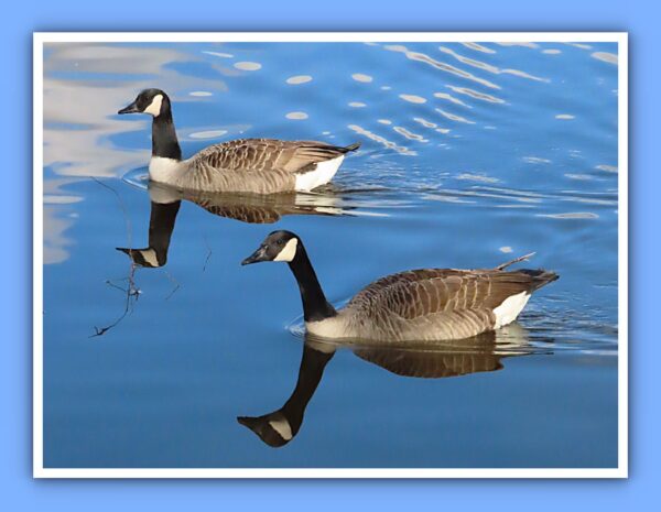 Canada Geese Photo Print