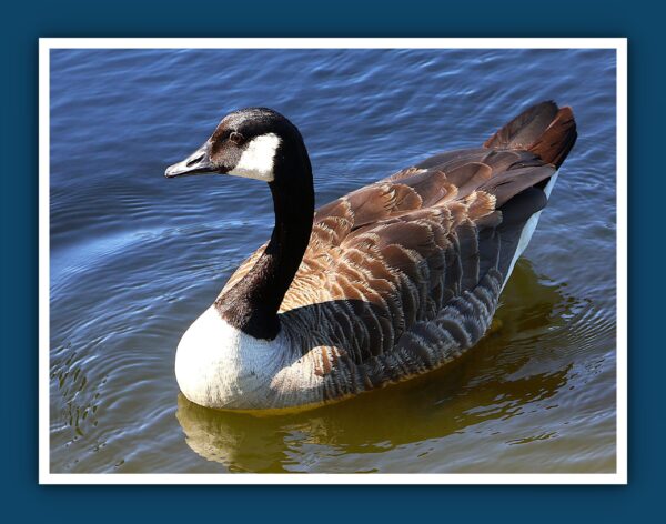 Canada Goose Side View Photo Print