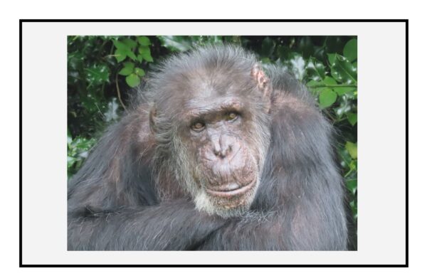 Chimpanzee Thoughts Photo Greetings Card