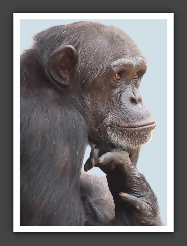 Chimpanzee Portrait Photo Print