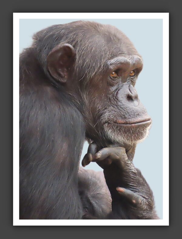 Chimpanzee Portrait Photo Print