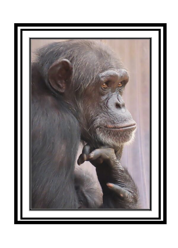 Chimpanzee Portrait Photo Greetings Card