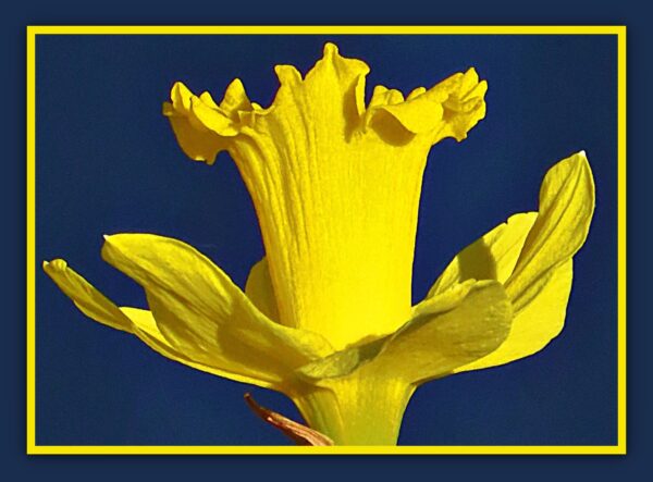 Close Up Daffodil Photo Print