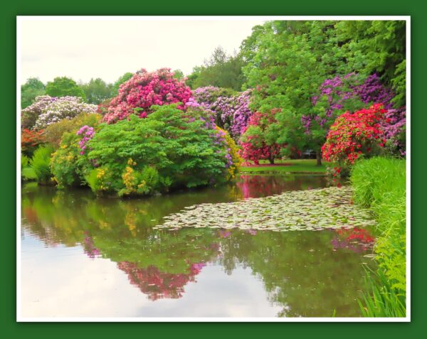 Colourful Bushes Reflections Photo Print