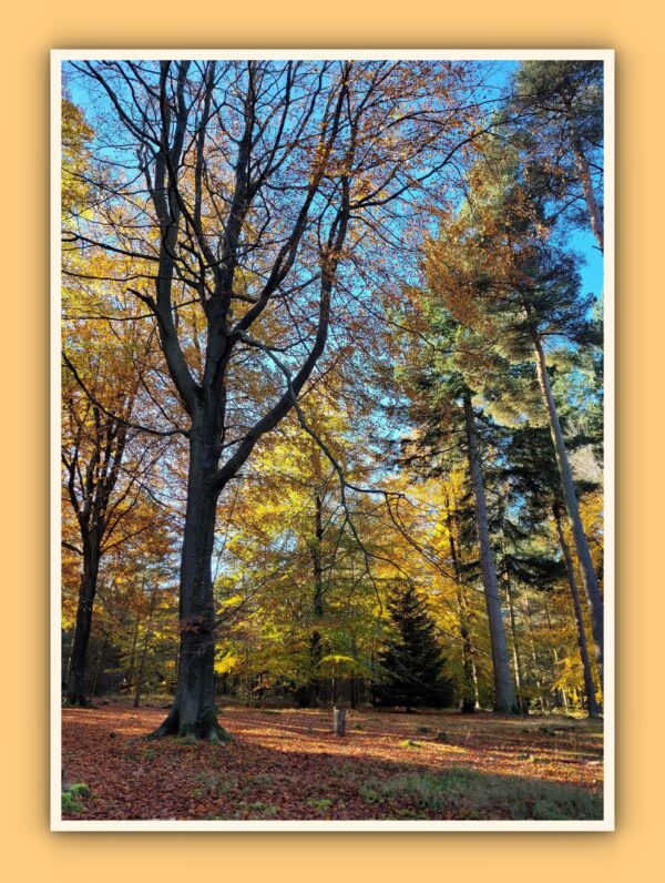 Path Through The Wood Photo Print