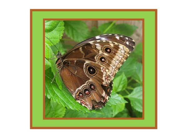 Common Morpho Butterfly Photo Greetings Card