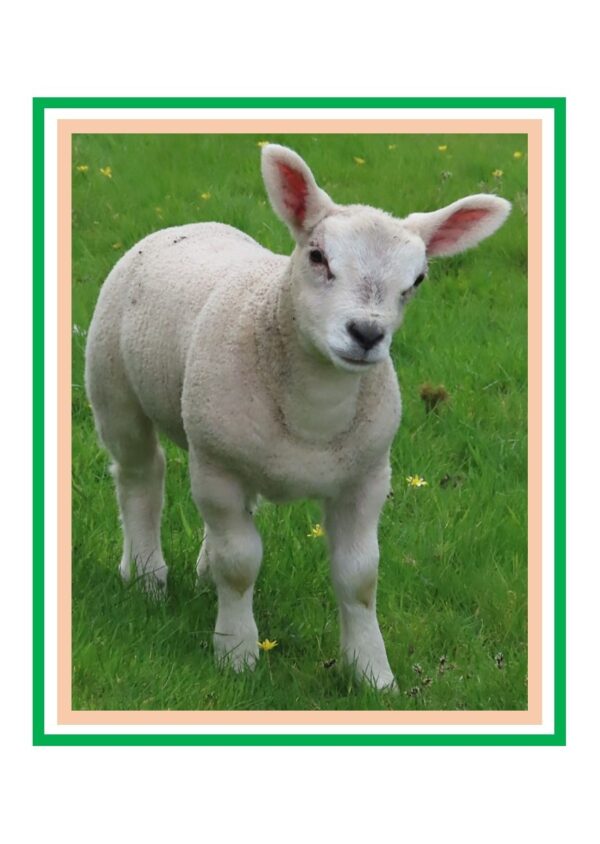 Cute Lamb Photo Greetings Card