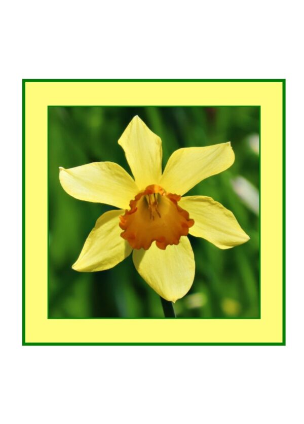 Daffodil (1) Photo Greetings Card