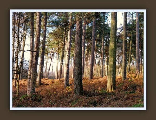 Delamere Forest Photo Print