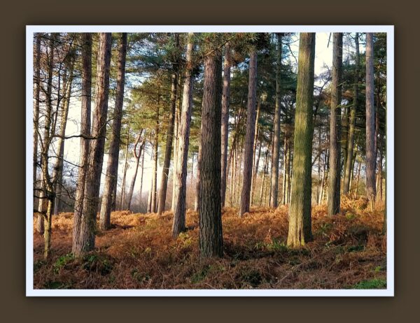 Delamere Forest Photo Print