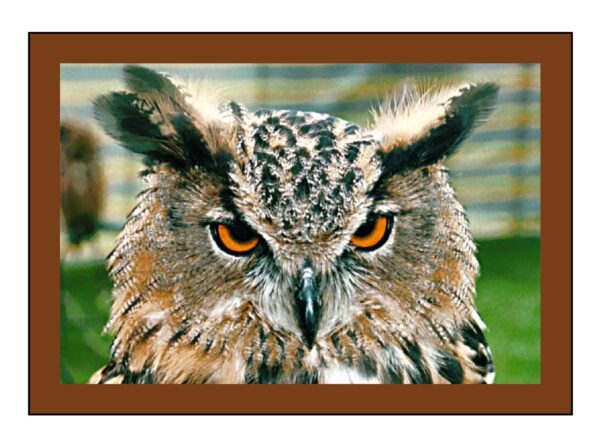 Eagle Owl Photo Greetings Card