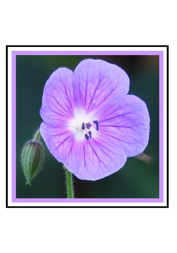 Geranium Photo Greetings Card