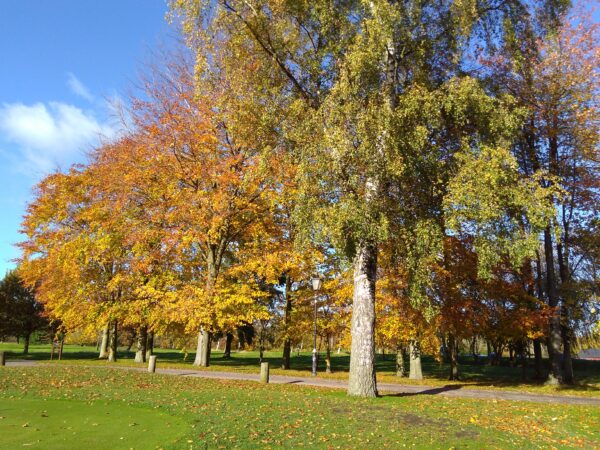 Autumn Colours Square Photo Greetings Card