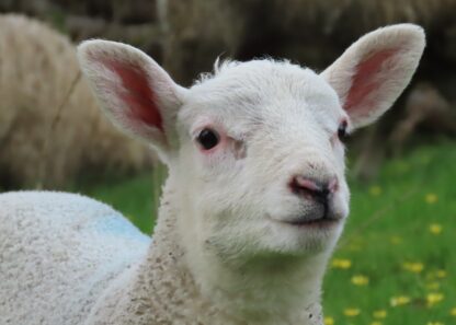 Lamb Portrait A6 Photo Greetings Card - Image 2