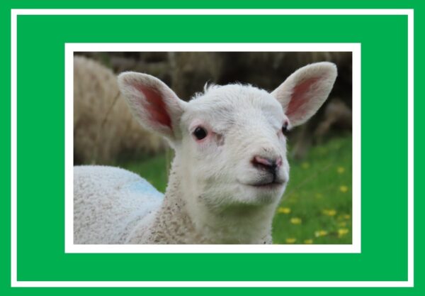 Lamb Portrait Photo Greetings Card