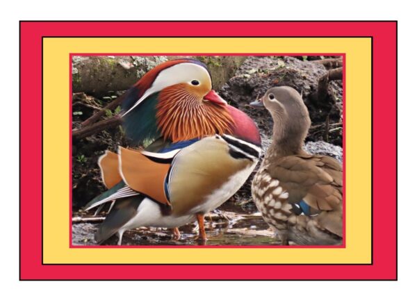 Male and Female Mandarin Ducks Photo Greetings Card