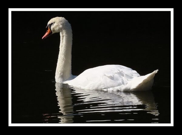 Mute Swan Photo Print