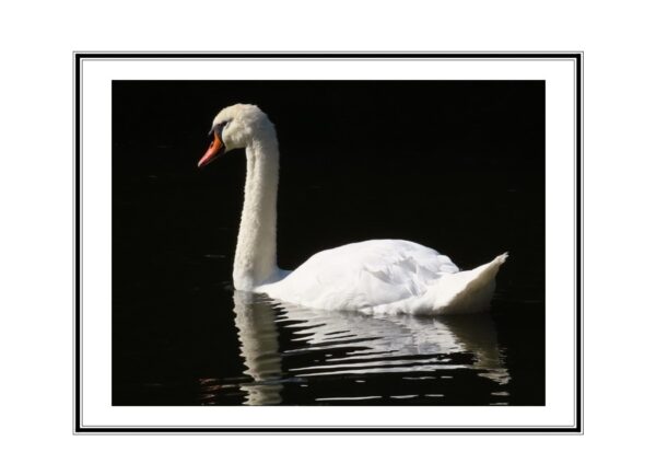 Mute Swan Photo Greetings Card