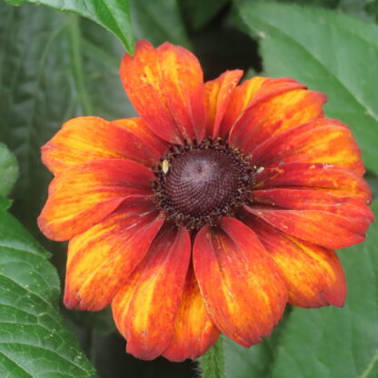 Orange Cornflower Photo Greetings Card