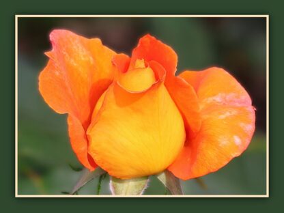 Orange Rose Bud Photo Print - Image 3