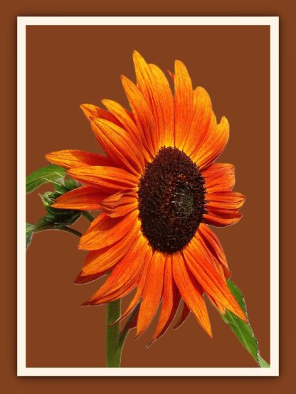 Orange Sunflower Photo Print - Image 4