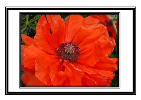 Oriental Poppy Photo Greetings Card