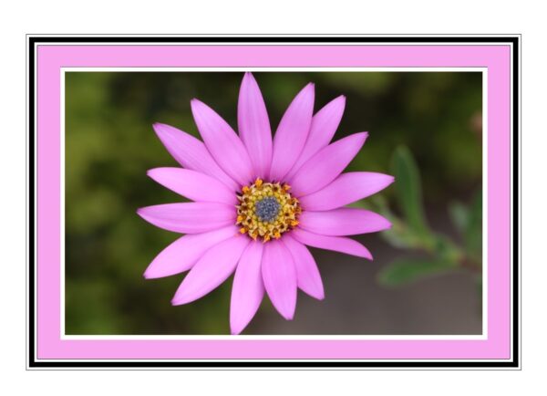 Osteospermum 'In The Pink' Photo Greetings Card